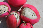 Peruvian Apple Cactus