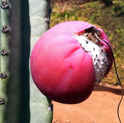 Peruvian Apple Cactus