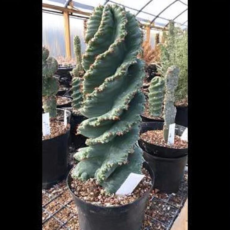 Corkscrew Peruvian Apple Cactus