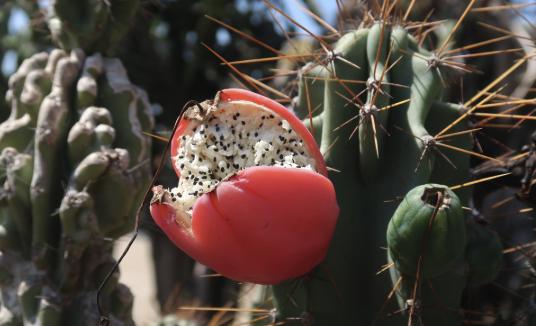 Corkscrew Peruvian Apple Cactus