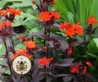 VESUVIUS ARKWRIGHTS CAMPION