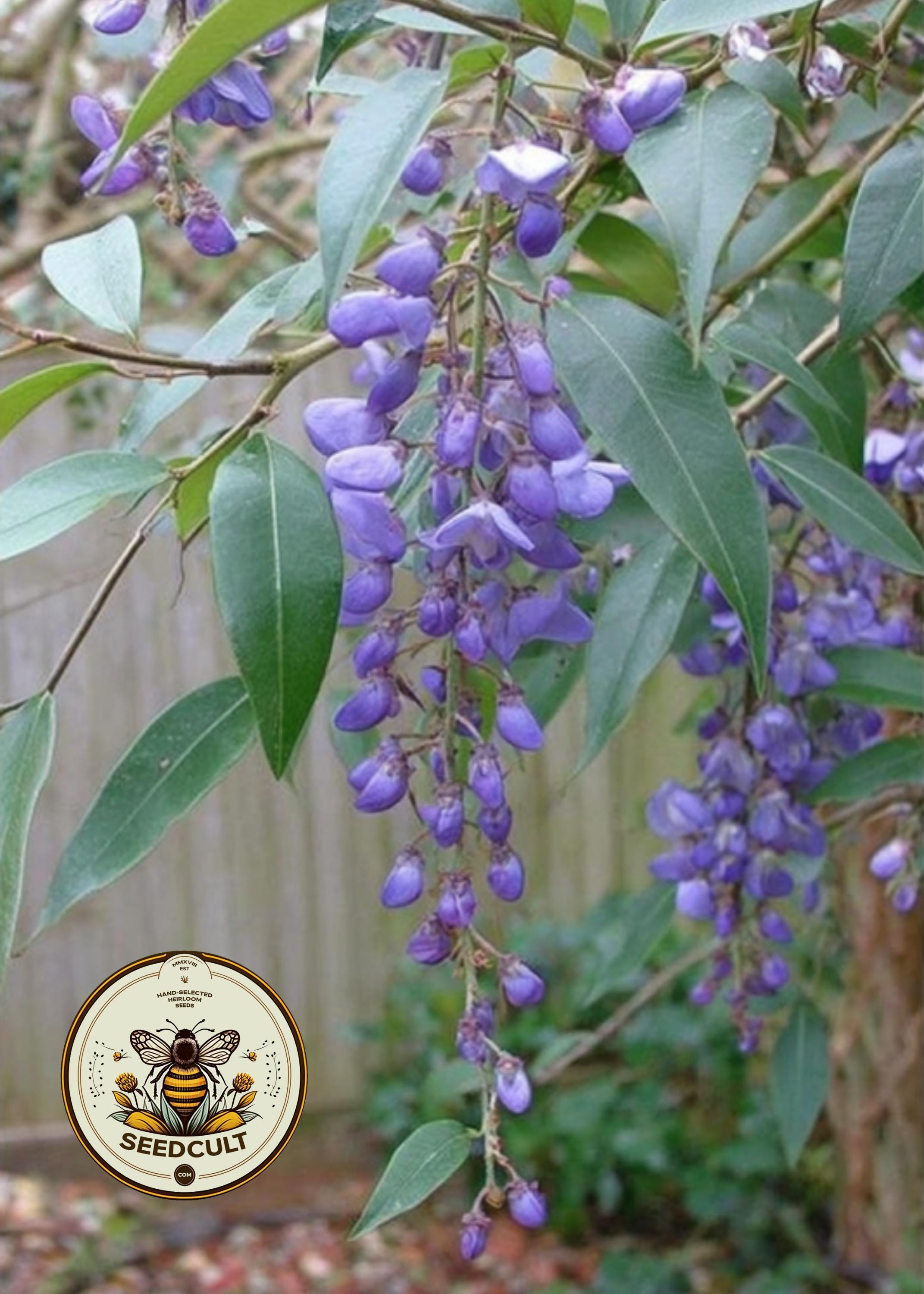 LILAC VINE, CORAL PEA, PURPLE CORAL PEA, FALSE SARSAPARILLA