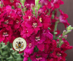 Twinny Violet Snapdragon