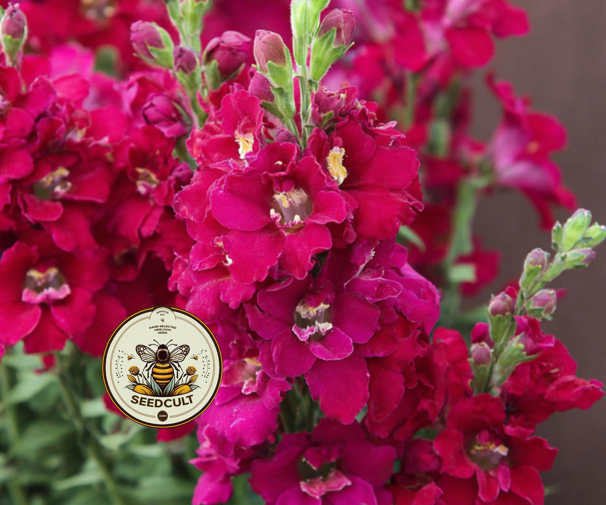 Twinny Violet Snapdragon
