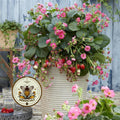 SUMMER BREEZE CHERRY BLOSSOM STRAWBERRY