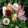 SPRING CELEBRITIES MIX HOLLYHOCK