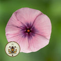 BLACKBERRY CRUSH VINCA