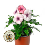 BLACKBERRY CRUSH VINCA