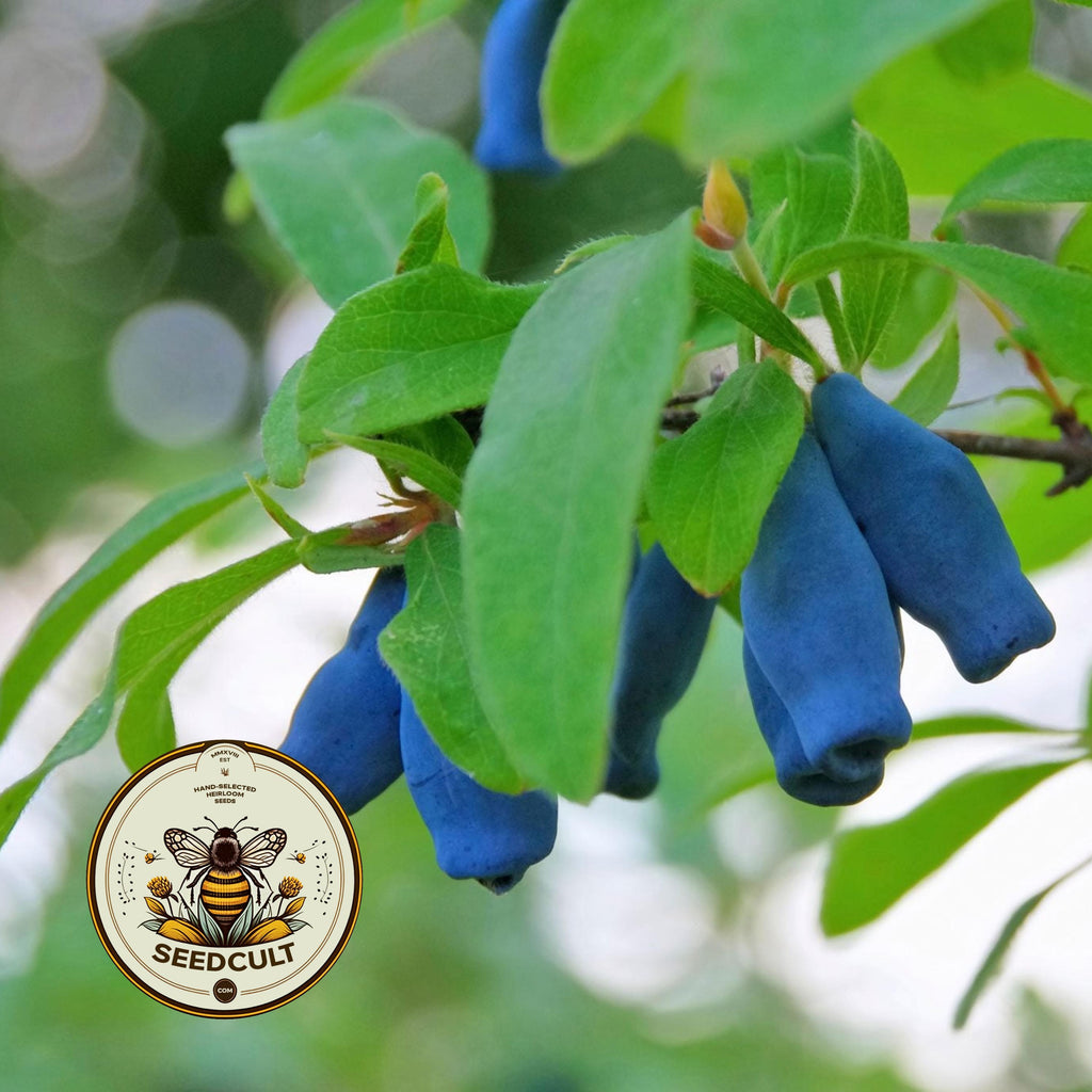 HONEYBERRY