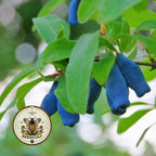HONEYBERRY