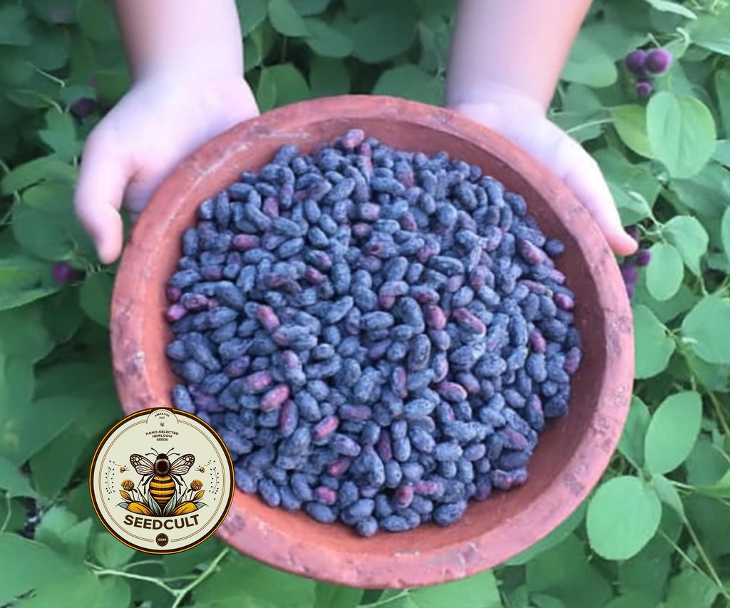 HONEYBERRY