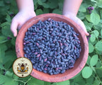 HONEYBERRY