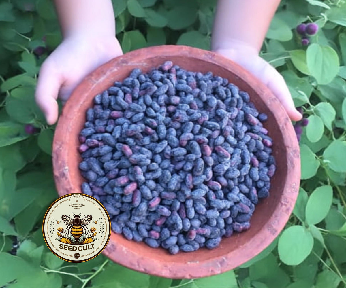 HONEYBERRY
