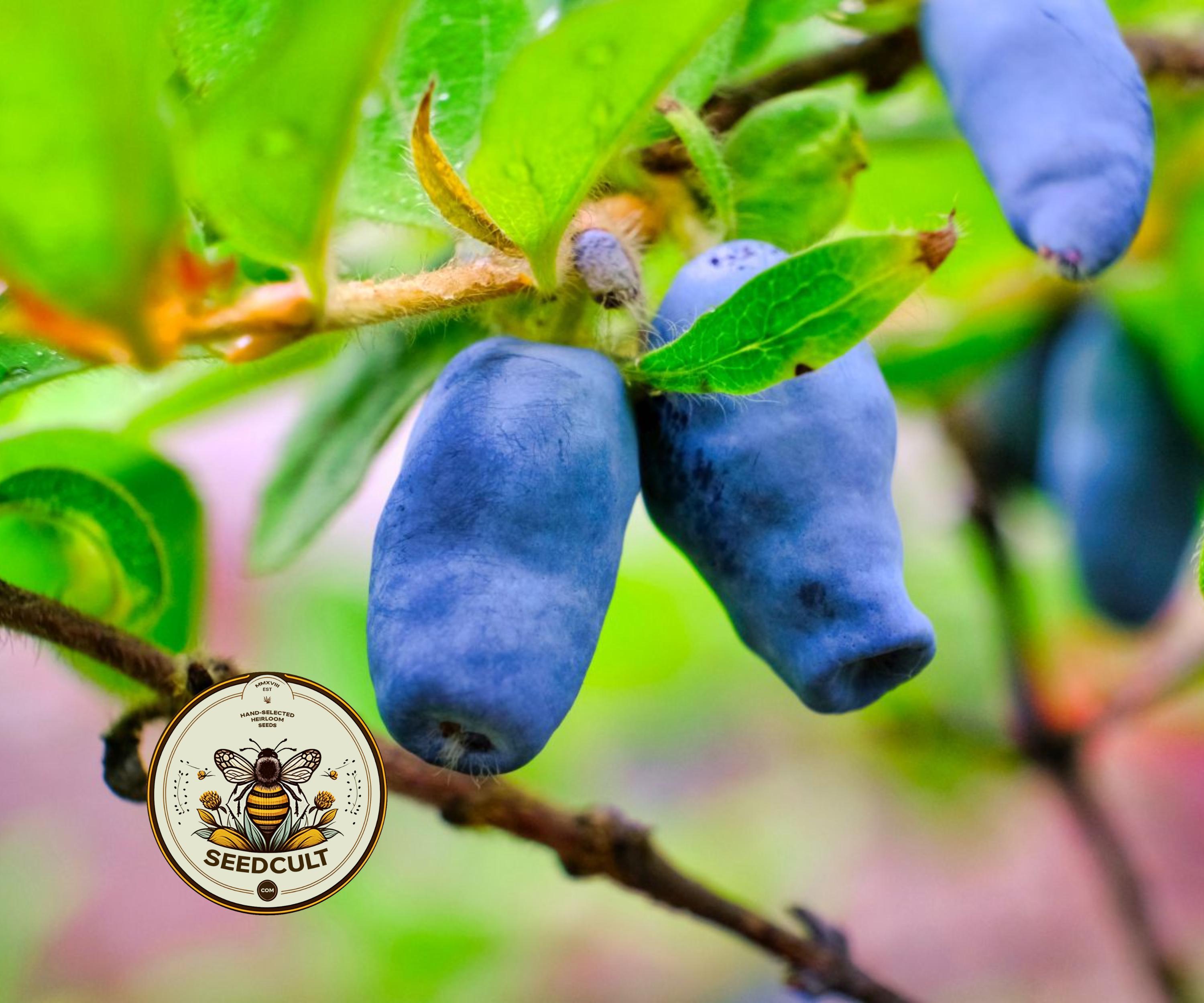 HONEYBERRY