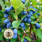 HONEYBERRY