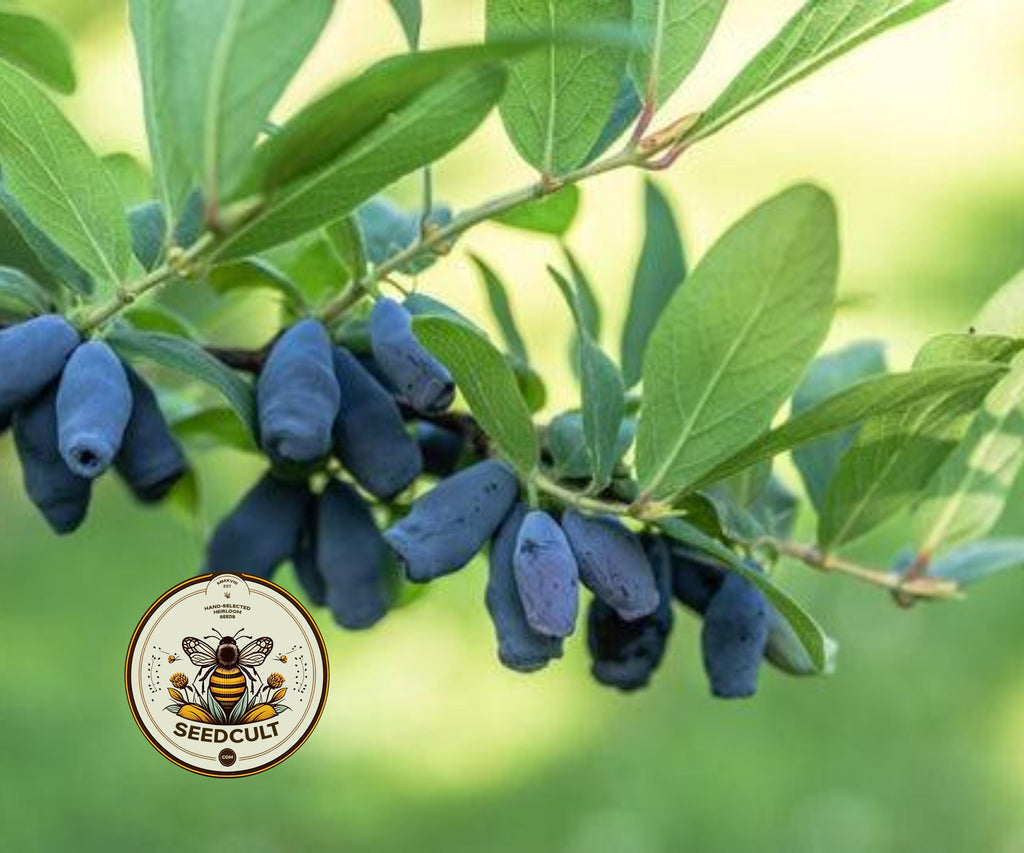 HONEYBERRY