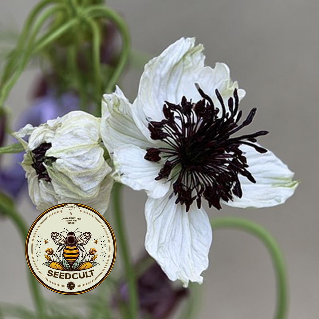 African Bride Nigella Seeds, Love-in-a-Mist, Cut Flower Garden, Ferny Foliage, Dried Pod Variety