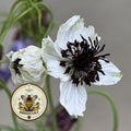African Bride Nigella Seeds, Love-in-a-Mist, Cut Flower Garden, Ferny Foliage, Dried Pod Variety