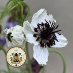 African Bride Nigella Seeds, Love-in-a-Mist, Cut Flower Garden, Ferny Foliage, Dried Pod Variety