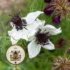 African Bride Nigella Seeds, Love-in-a-Mist, Cut Flower Garden, Ferny Foliage, Dried Pod Variety