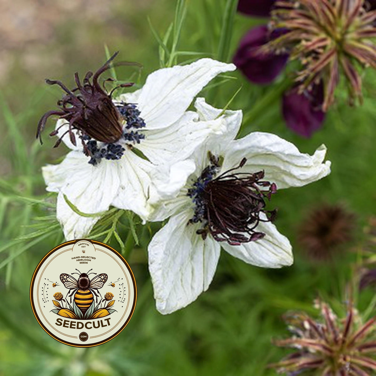 African Bride Nigella Seeds, Love-in-a-Mist, Cut Flower Garden, Ferny Foliage, Dried Pod Variety