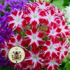 Twinkle Mix Phlox Seeds, Phlox drummondii PH5550