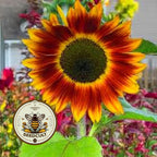 5 Sunfinity Yellow Red Bicolor Sunflower Seeds, Continuous Blooms, Branching Sunflower, HA2705