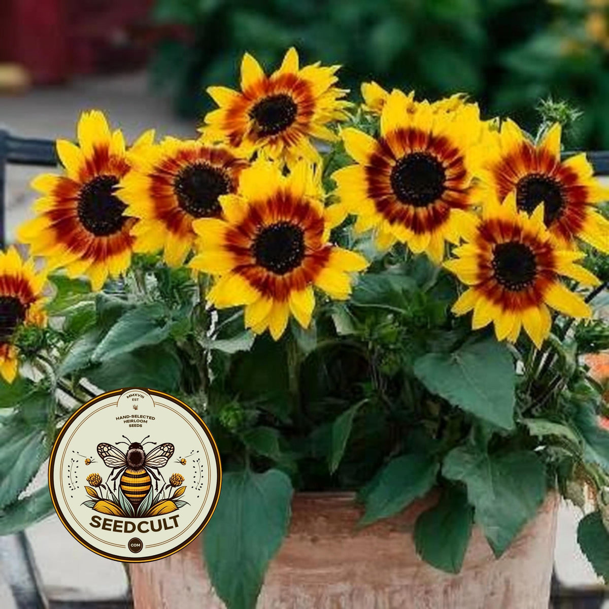 5 Sunfinity Yellow Red Bicolor Sunflower Seeds, Continuous Blooms, Branching Sunflower, HA2705