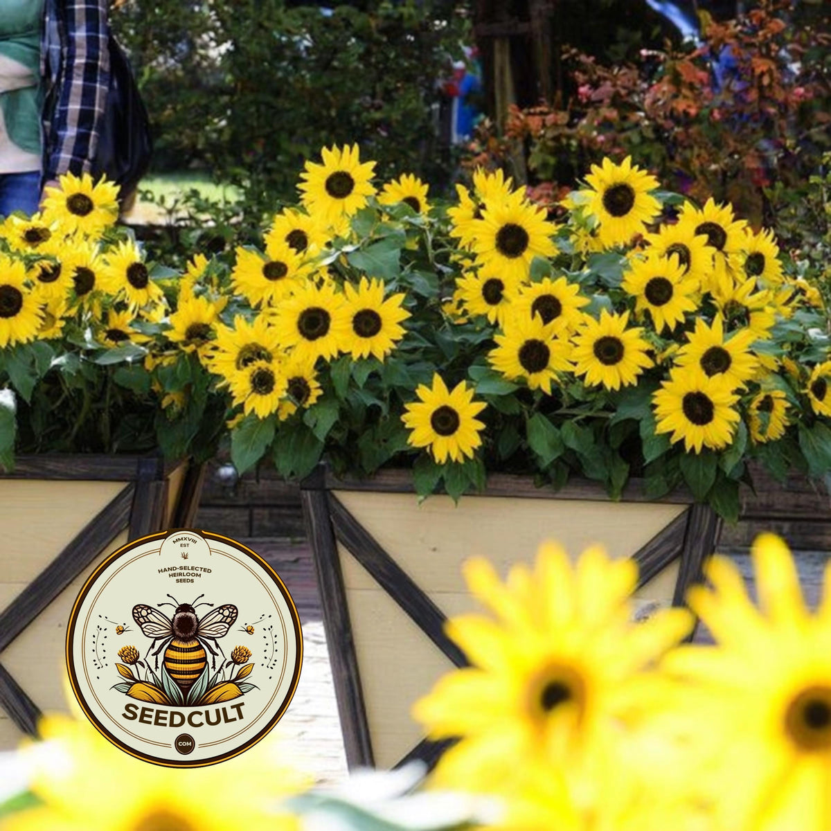 Sunfinity Yellow Sunflower Seeds, Continuous Blooms, Branching Sunflower, HA2605
