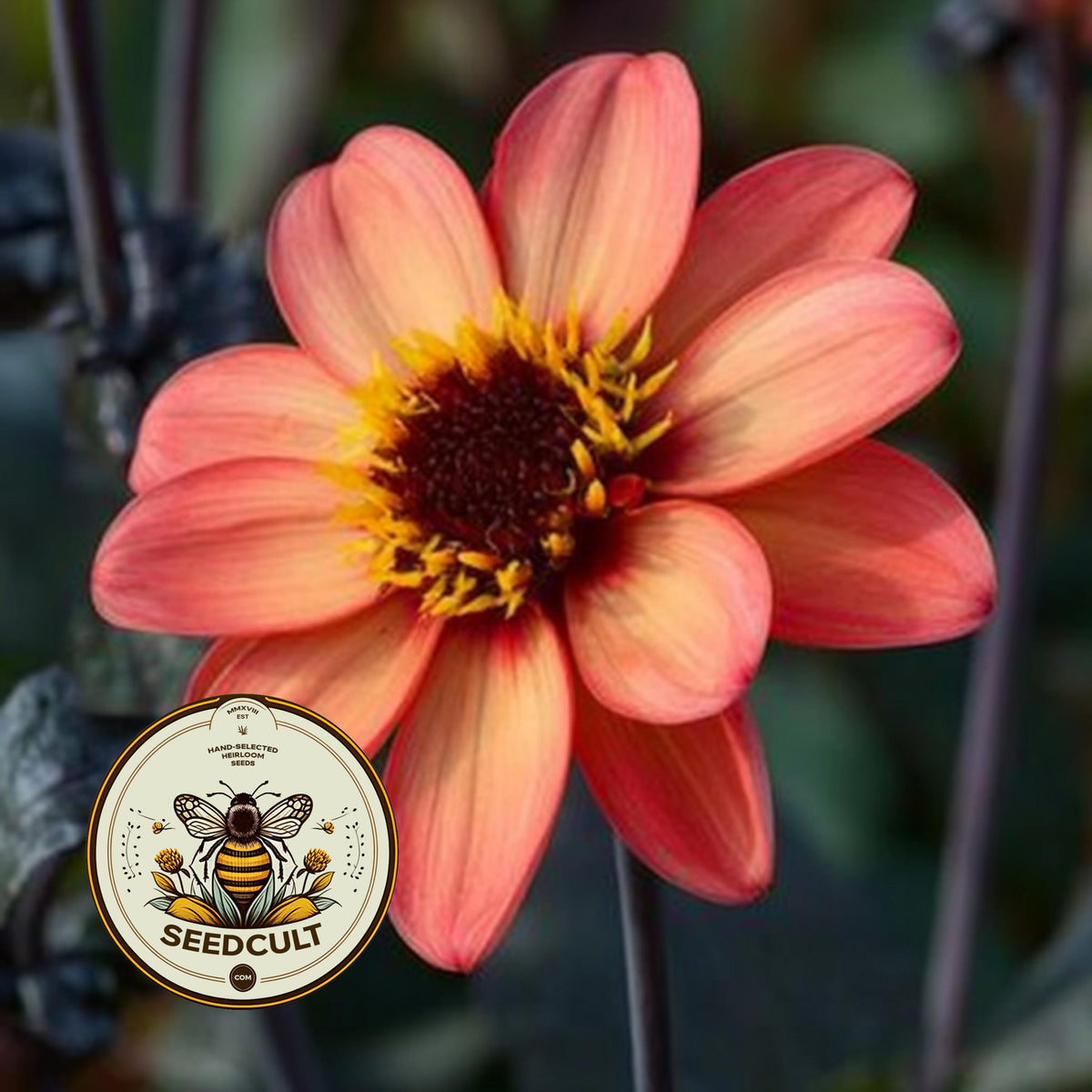 Bloody Mary Mix Dahlia Seeds, Dahlia Variablilis, DH1020