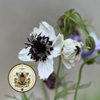 African Bride Nigella Seeds, Love-in-a-Mist, Cut Flower Garden, Ferny Foliage, Dried Pod Variety