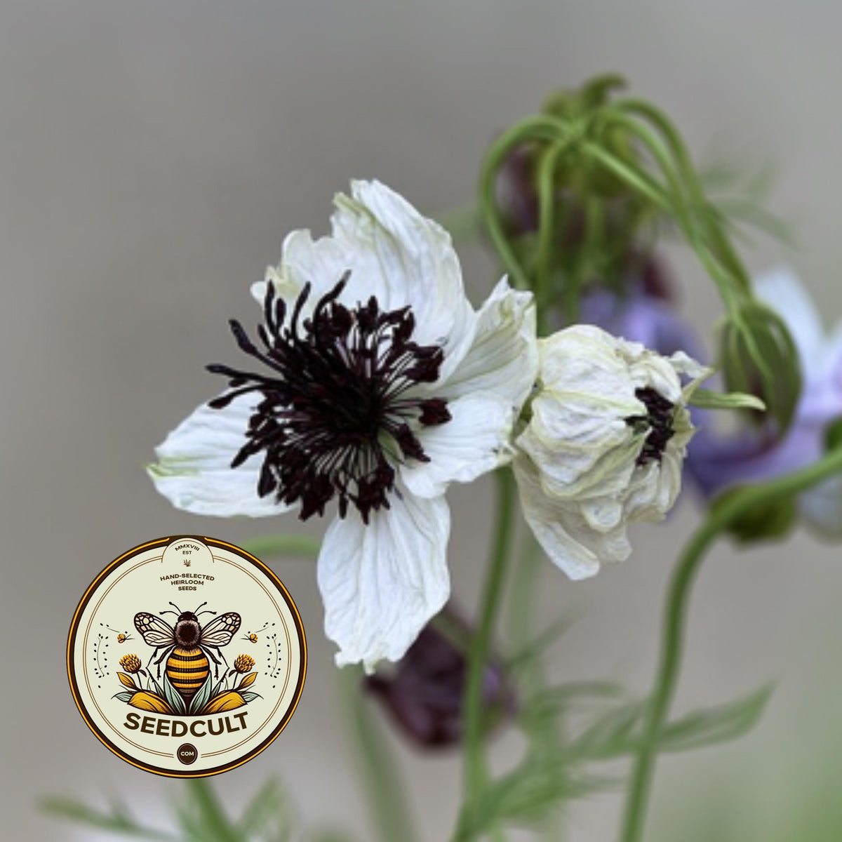 African Bride Nigella Seeds, Love-in-a-Mist, Cut Flower Garden, Ferny Foliage, Dried Pod Variety