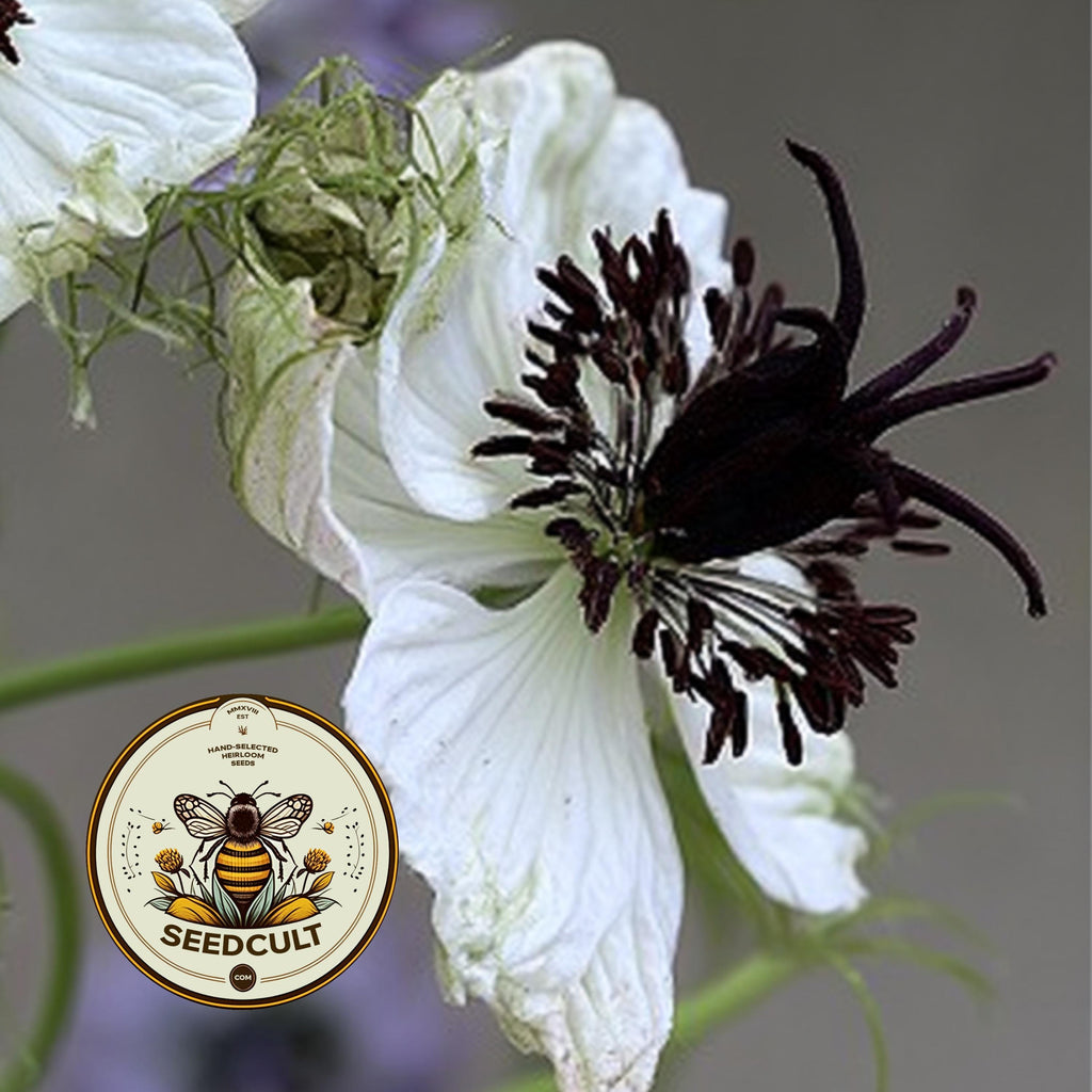 African Bride Nigella Seeds, Love-in-a-Mist, Cut Flower Garden, Ferny Foliage, Dried Pod Variety