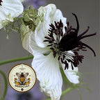 African Bride Nigella Seeds, Love-in-a-Mist, Cut Flower Garden, Ferny Foliage, Dried Pod Variety
