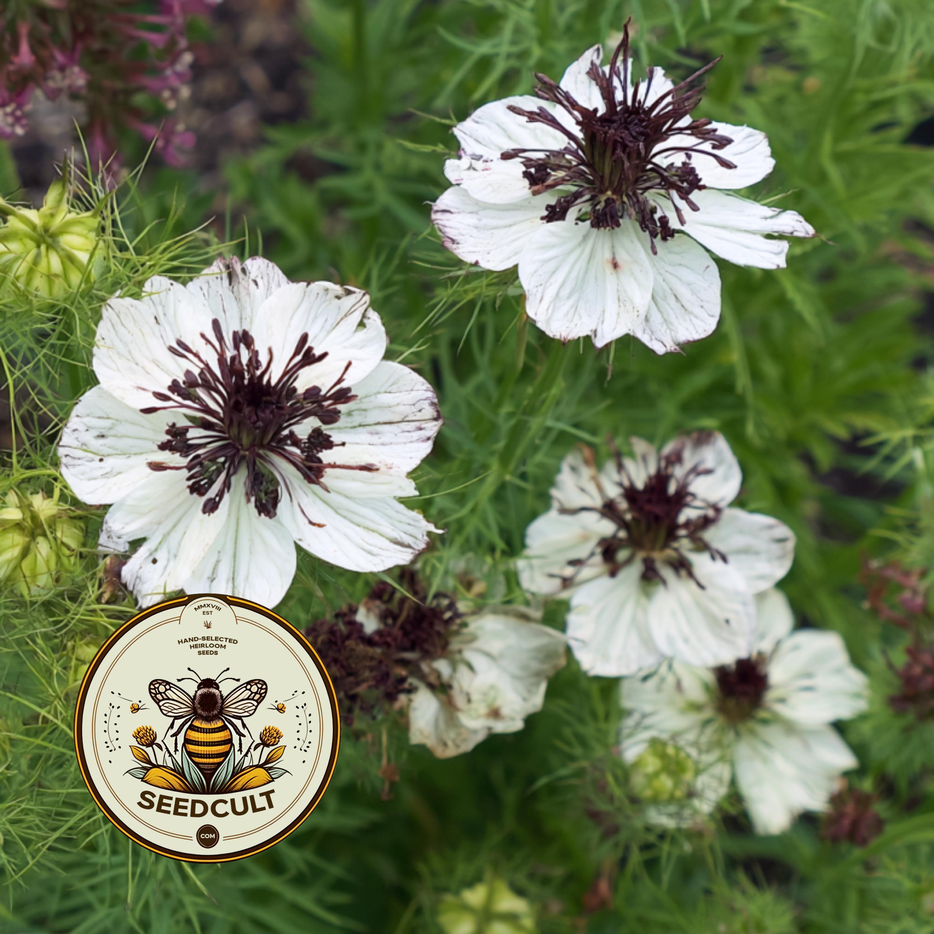 African Bride Nigella Seeds, Love-in-a-Mist, Cut Flower Garden, Ferny Foliage, Dried Pod Variety