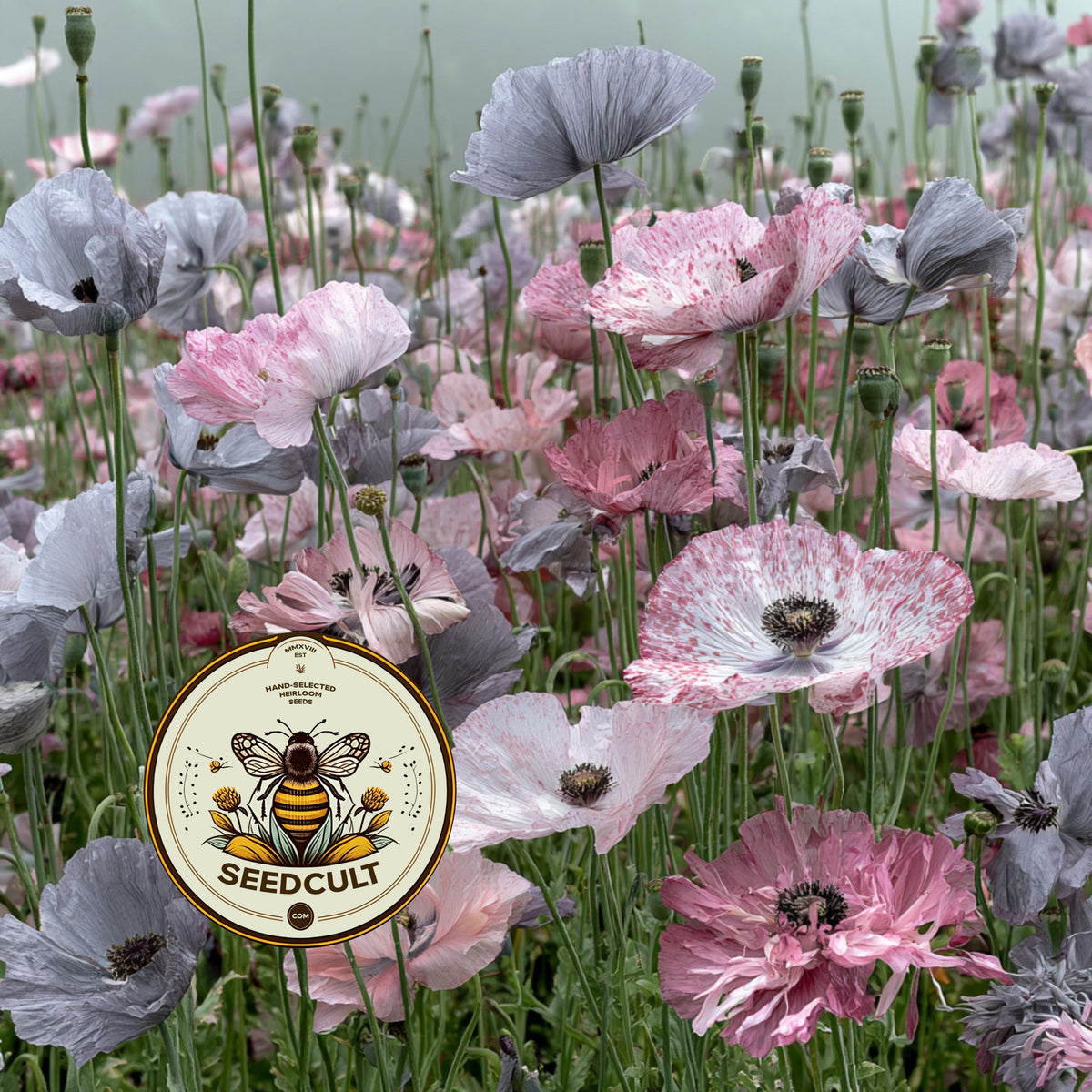 Mother of Pearl Corn Poppy Seeds, Pastel Shades, Organic Papaver Rhoeas PR011CR