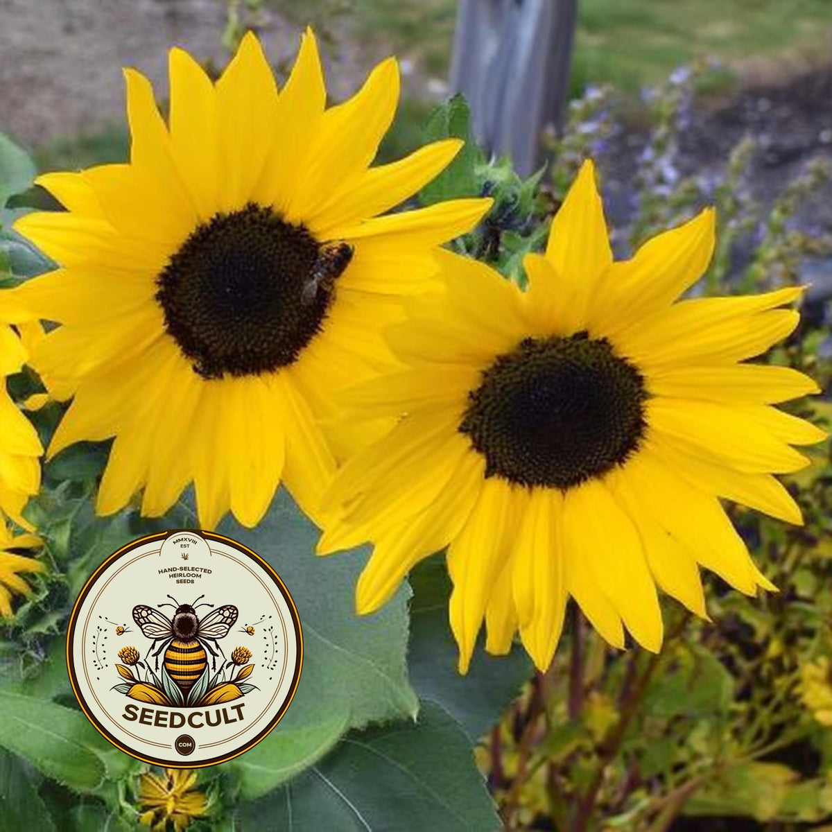 Sunfinity Yellow Sunflower Seeds, Continuous Blooms, Branching Sunflower, HA2605