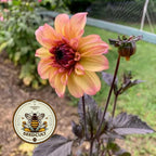 Bloody Mary Mix Dahlia Seeds, Dahlia Variablilis, DH1020