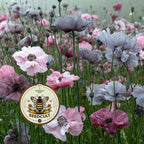 Mother of Pearl Corn Poppy Seeds, Pastel Shades, Organic Papaver Rhoeas PR011CR