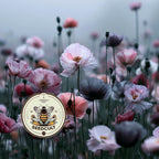 Mother of Pearl Corn Poppy Seeds, Pastel Shades, Organic Papaver Rhoeas PR011CR