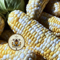 50 Peaches and Cream Corn Seeds, Sweetest Corn, Zea Mays ZM0250
